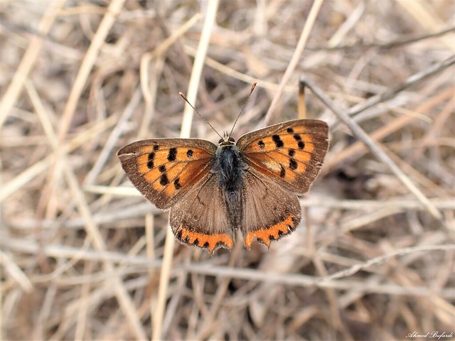 Butterfly 2168
