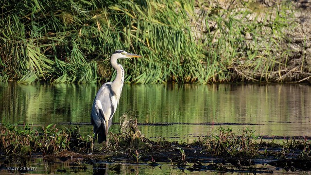 Great Blue Heron on the River Nile