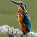 Kingfisher Portrait