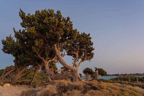 Mediterran Bäume am Elafonissi-Beach