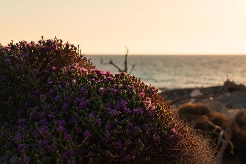 Mediterran Blumen am Elafonissi-Beach