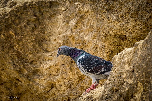 Domesticated Egyptian Pigeon ( Columba livia)