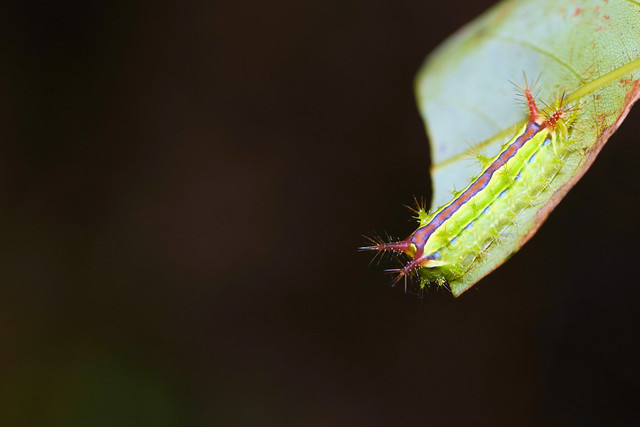 A Type of Slug Caterpillar