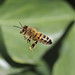 Honeybee_5391