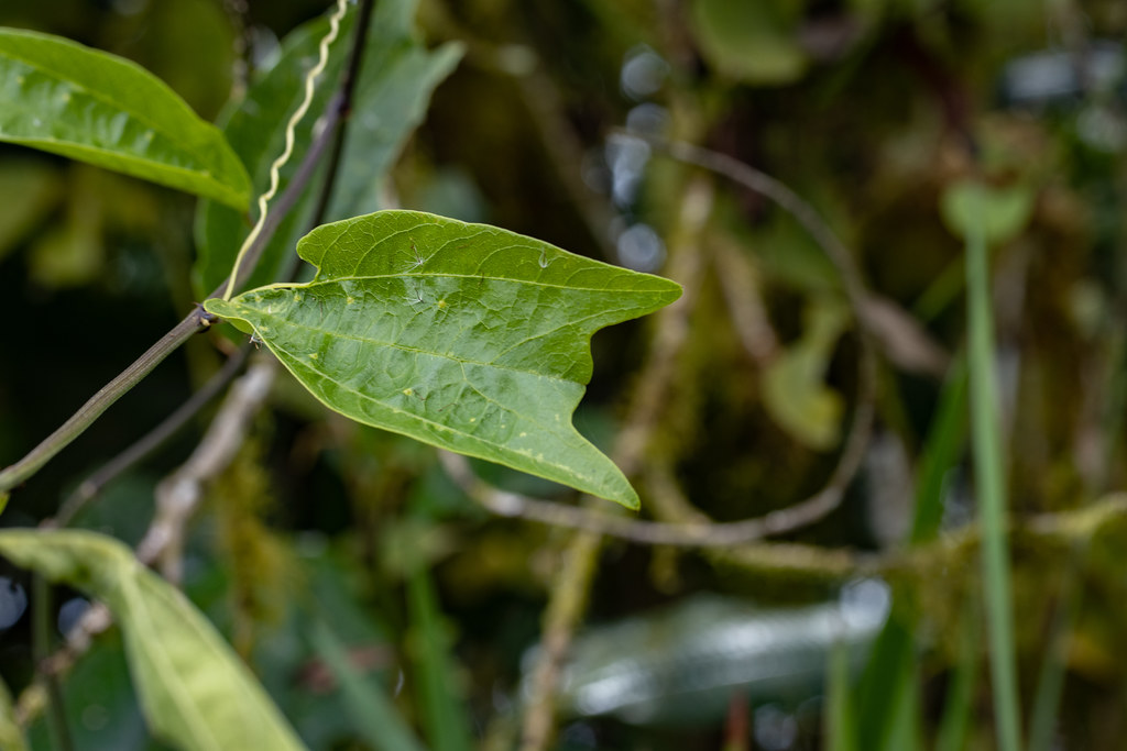 Passifloraceae, Passiflora chelidonia 3