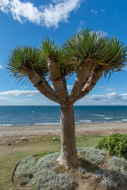 Unusual Palm Tree, Beach near Marbella, Spain