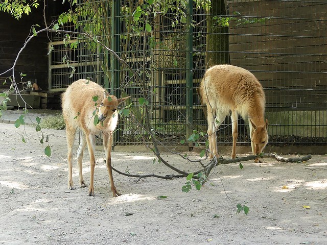 Zoo Hannover