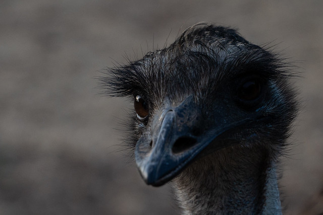 The Greater Rhea bird with the glass eye