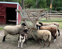 Getting Your Goats @ Hoyt Farm, Commack