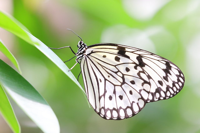 Paper kite butterfly
