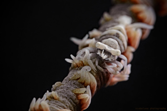 Anker`s whip coral shirmp, Drahtkorallen-Garnele (Pontonides ankeri)