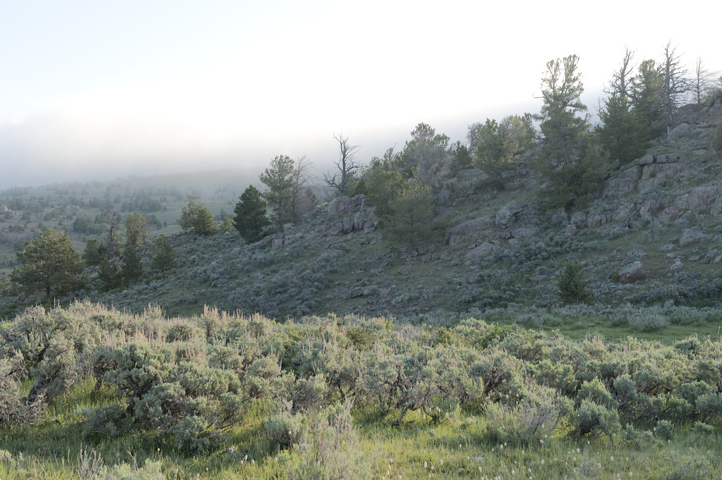 Wyoming Misty Morning