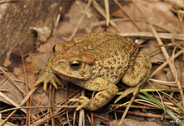 McCoy's Toad (Incilius mccoyi)