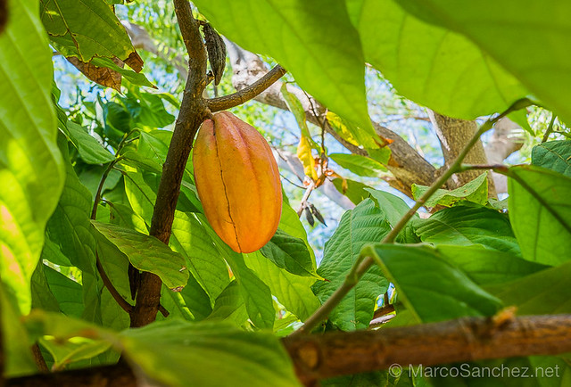 Maui Kuia Estate Cacao Farm