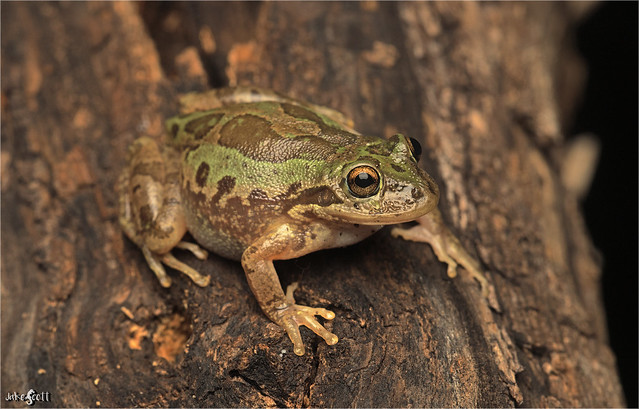 Lowland Burrowing Tree Frog (Smilisca fodiens)