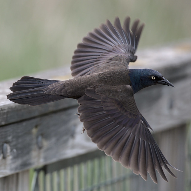 Common Grackle takeoff