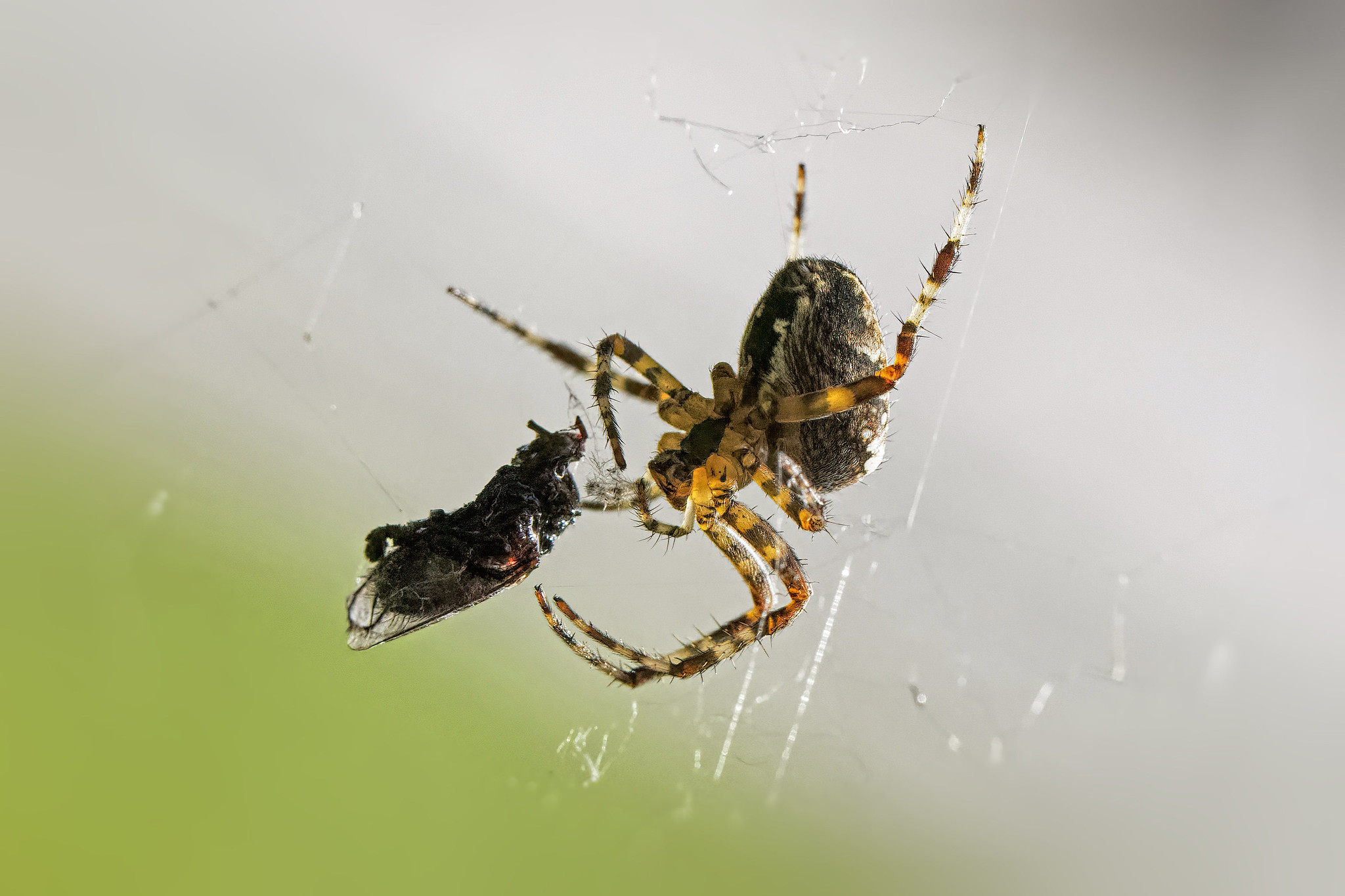 Araneus diadematus eats a fly – Rechtmehring, Upper Bavaria, Germany