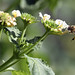 Honey Bee on Lantana