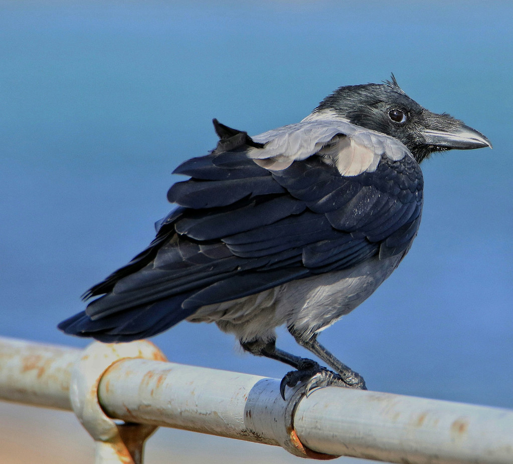 Hooded crow (corvus cornix)