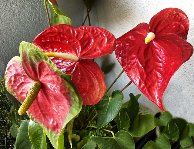 Anthurium Lilies for your Sunday!