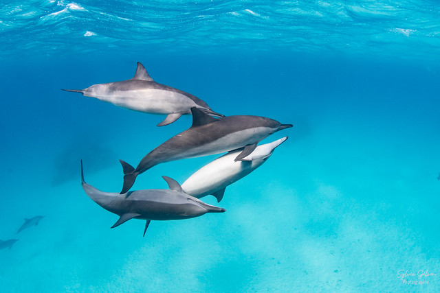 Dauphins sauvages