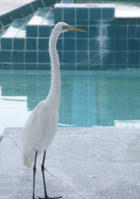 Our Egret Friend Coming For a Conversation