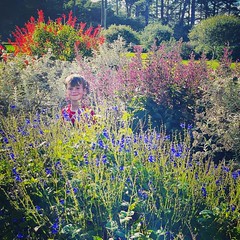 Serendipitous find - Art Garden . . #goldengatepark #adrianbucknergoodness