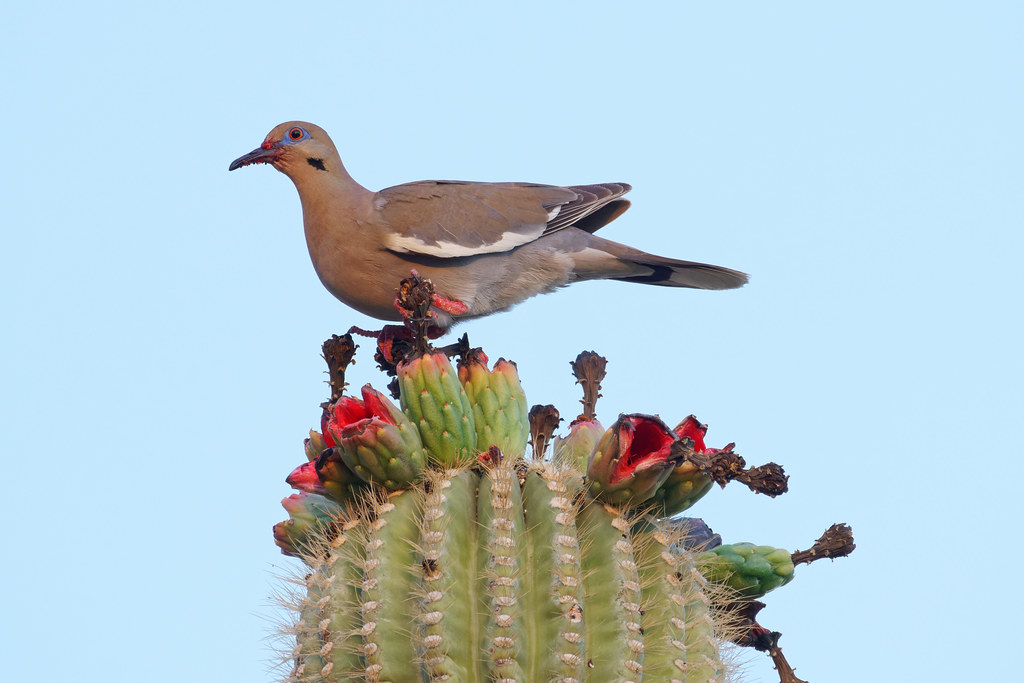 A white-winged dove sits on saguaro fruit at George Doc Cavalliere Park in Scottsdale, Arizona on July 4, 2021. Original: _RAC3743.ARW