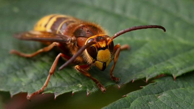 Male Hornet