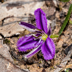 Twining Fringe Lily (Thysanotus patersonii) - I think!