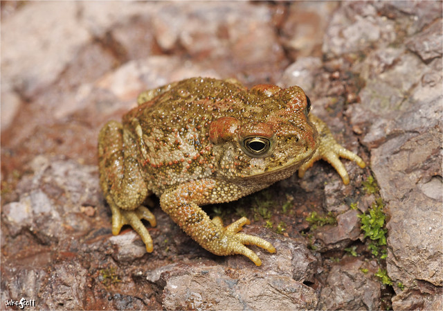 McCoy's Toad (Incilius mccoyi)