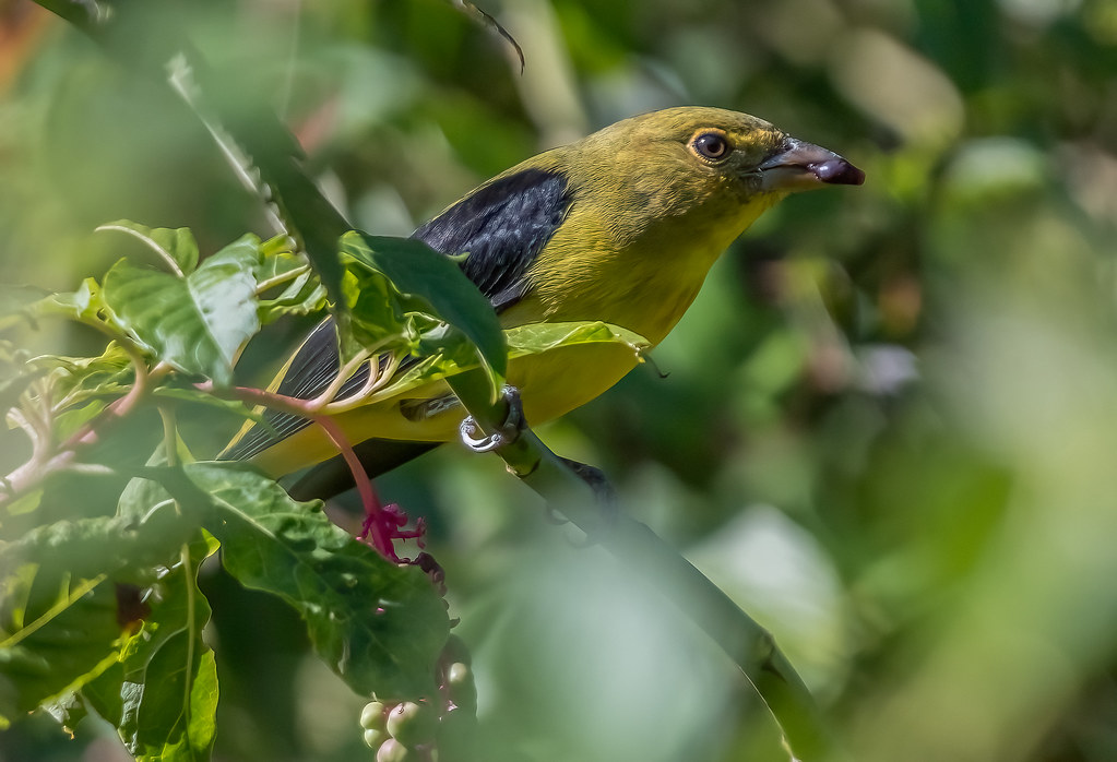Immature Male Scarlet Tanager
