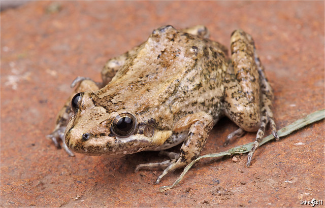 Sabinal Frog (Leptodactylus melanonotus)