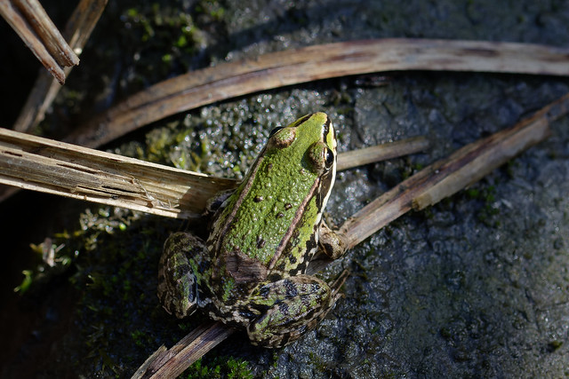 Edible Frog (Pelophylax kl. esculentus) Ätlig groda