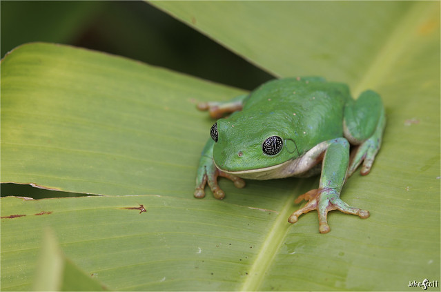 Mexican Leaf Frog (Agalychnis dacnicolor)