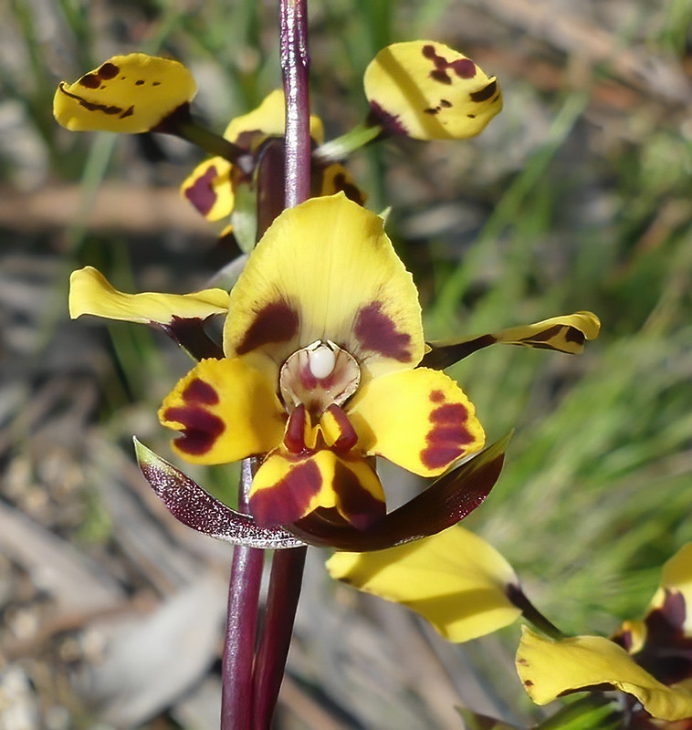 7 - Diuris pardina - Leopard Orchid (Neil Blair)