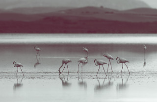 flamingos duotone