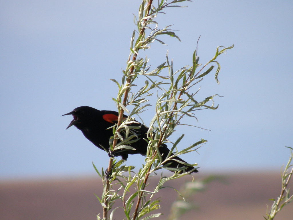 Red-winged Blackbird  P5282244