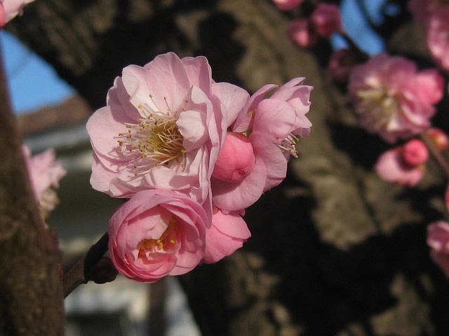 Pink Japanese Cherry Blossoms