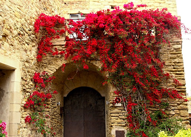 red bougainville