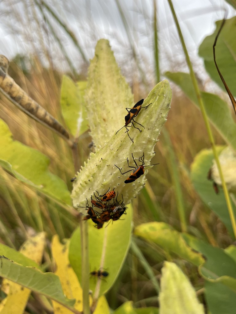 Feeding Frenzy | Small colorful insects gathering to feed on… | Flickr