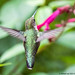 Ruby Throated Hummingbird (20220925-DSC09075)