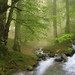 Forest and water landscape