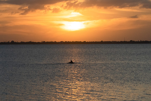dolphin spacebetween bananariver nikon sunset coastline thespacebetween thatperfectmoment capecanaveral d500 water 5moreminutes snapthesun florida silhouette