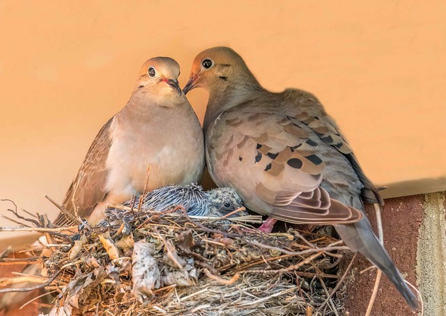 Doves and their Baby