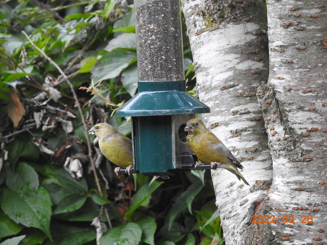 Greenfinch pair