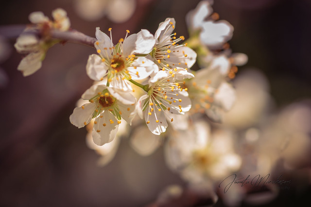 Nectarine Blossom