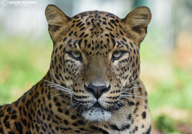 Sri lanka leopard - Zoo Maubeuge