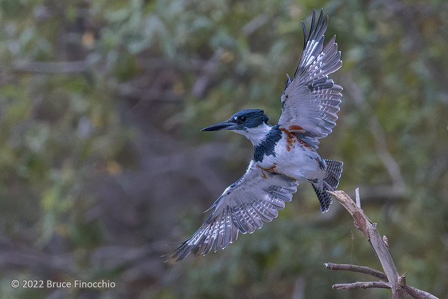 Female Belted Kingfisher Takes Flight From A Lakeside Perch
