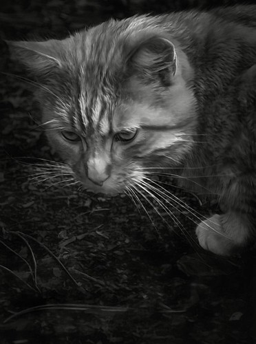 Red cat in B/W | by gosia.lemiec